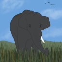 African Elephant